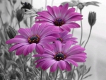 Lilac Daisies