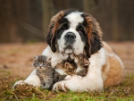 * Dog and kittens *