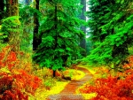 ROAD IN THE BEUTIFUL FOREST