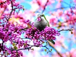 BIRD IN SPRING BLOSSOMS