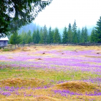 Carpet of flowers