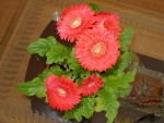 Gerbera
