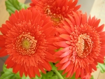 Gerbera
