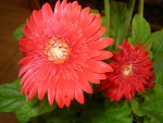 Gerbera rosie