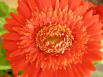 Gerbera rosie