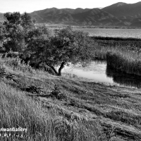 Zrebar,Lake,Marivan,kurdistan,iran,dler,Mardokhi,Mariwangallery