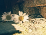 Daisies