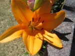 Sunny Lilly