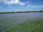 Linen Fields