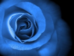 Love is Eternal Blue Rose