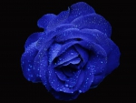 Trandafir Albastru