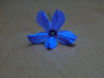 Little Blue Flower