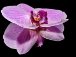 Orchid