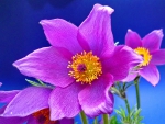 PURPLE ANEMONE BEAUTY