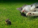 Cat and mouse