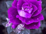 Violet Rose and Buds
