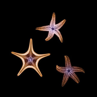 Glowing Starfish