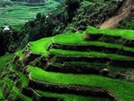 Philippines, Rice Terraces