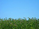 Field of clover