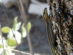 Lizard on a tree