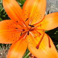 Tiger Lily