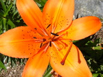 Tiger Lily