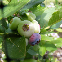 Blueberries in the garden