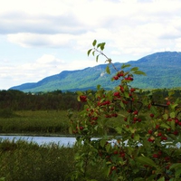 Apple tree in the wetlands
