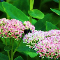 Bumblebee on a flower