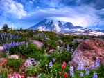 Spring At Mount Rainier