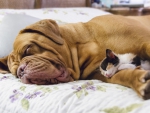 Dog and cat