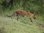Stalking Leopard