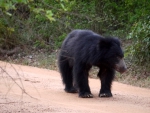 Sloth Bears