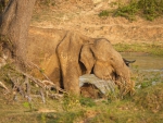 Mother Elephant and Baby Drinking