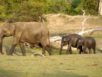 Elephants after Drinking