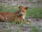 Leopard at the Water Hole