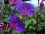 Morning Glory