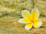 Plumeria for YU~Dear Adi