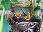 Young blackbirds