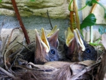 Young blackbirds