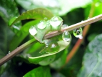Drops