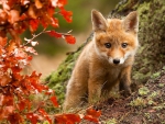 Young Fox Cub Exploring