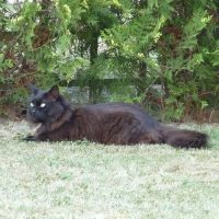 The rest of His Majesty