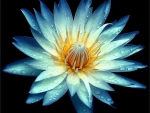 Blue Lotus