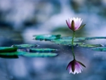 Reflection Water Lily