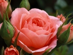 Pink Rose