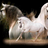 FANTASY HORSES