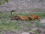 Leopard at the Waterhole.
