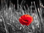 Red poppy