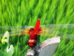 Red Dragon Fly